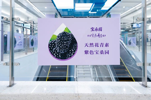 寶桑園桑果汁深圳地鐵廣告