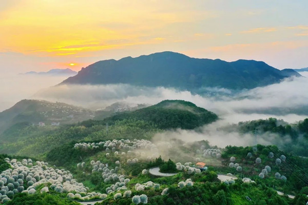 東魁楊梅