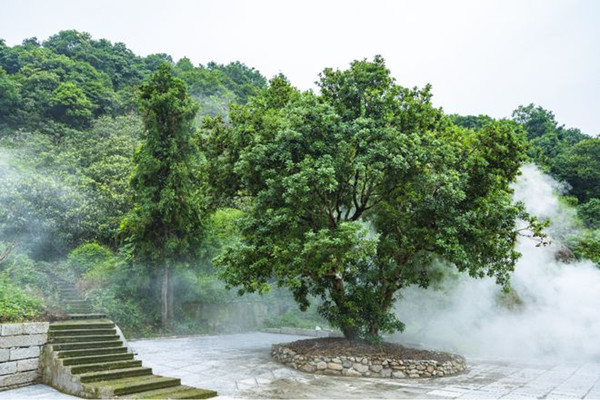 東魁楊梅