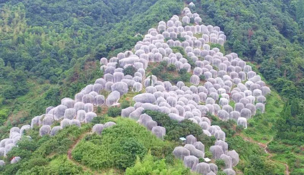 東魁楊梅